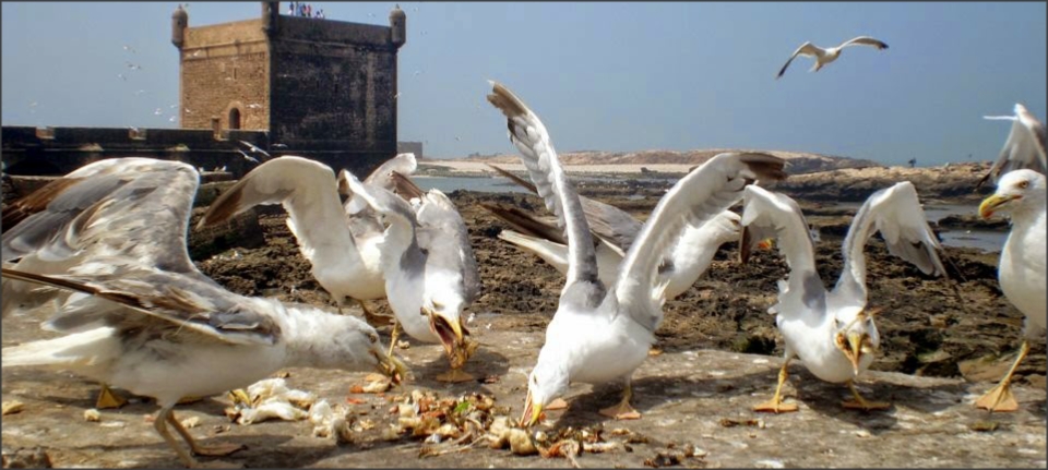 Morocco Travel Tours,private tours and excursions Morocco Travel Tours,private tours and excursions
